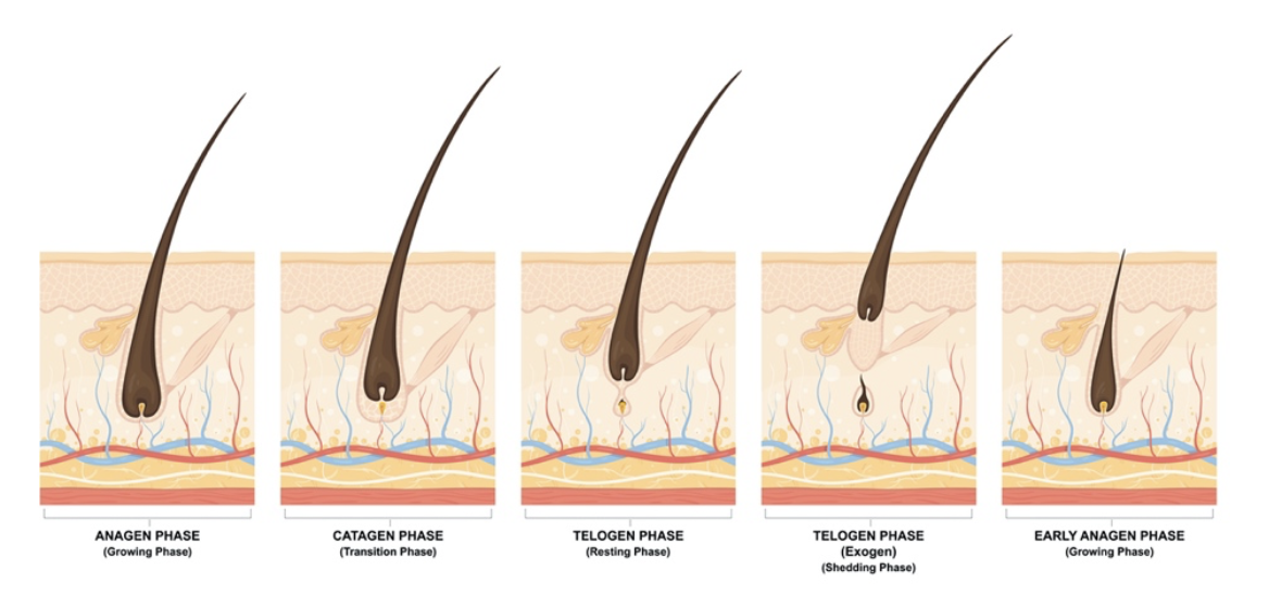 Azelaic acid as a multi-action active as hair thicker and hair growing ...